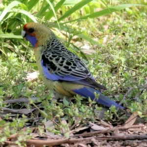 Platycercus elegans flaveolus at Wodonga, VIC - 2 Sep 2022