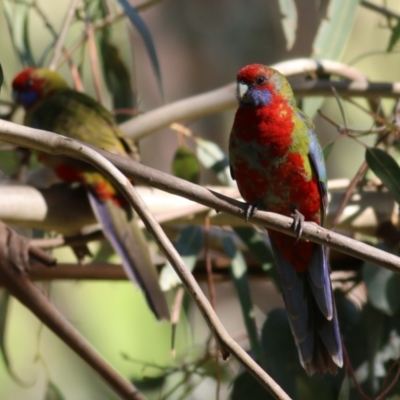 Platycercus elegans (Crimson Rosella) at Clyde Cameron Reserve - 2 Sep 2022 by KylieWaldon