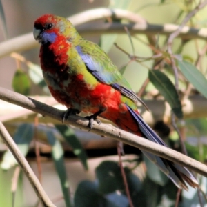 Platycercus elegans at Wodonga, VIC - 2 Sep 2022