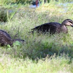 Anas superciliosa (Pacific Black Duck) at Wodonga - 2 Sep 2022 by KylieWaldon
