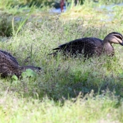 Anas superciliosa (Pacific Black Duck) at Clyde Cameron Reserve - 2 Sep 2022 by KylieWaldon