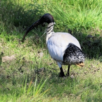 Threskiornis molucca (Australian White Ibis) at Wodonga - 2 Sep 2022 by KylieWaldon