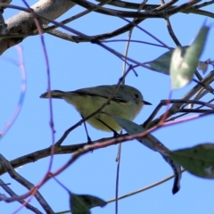 Acanthiza nana (Yellow Thornbill) at Clyde Cameron Reserve - 2 Sep 2022 by KylieWaldon