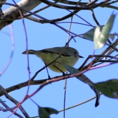 Acanthiza nana (Yellow Thornbill) at Wodonga - 2 Sep 2022 by KylieWaldon