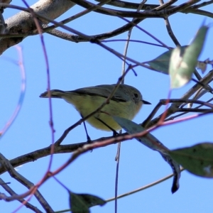 Acanthiza nana at Wodonga, VIC - 2 Sep 2022