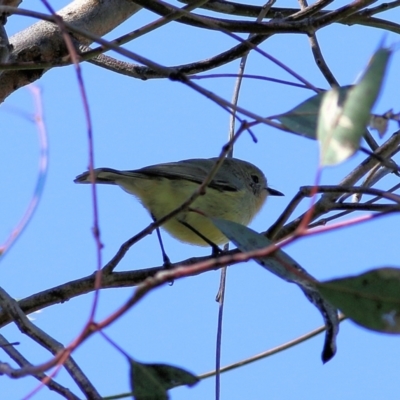 Acanthiza nana (Yellow Thornbill) at Clyde Cameron Reserve - 2 Sep 2022 by KylieWaldon