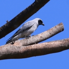 Coracina novaehollandiae (Black-faced Cuckooshrike) at Wodonga, VIC - 2 Sep 2022 by KylieWaldon