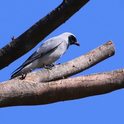 Coracina novaehollandiae (Black-faced Cuckooshrike) at Kent McKoy Reserve - 2 Sep 2022 by KylieWaldon