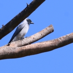 Coracina novaehollandiae at Wodonga, VIC - 2 Sep 2022