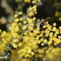 Acacia pravissima (Wedge-leaved Wattle, Ovens Wattle) at Wodonga - 2 Sep 2022 by KylieWaldon