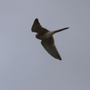 Falco cenchroides at Greenway, ACT - 2 Sep 2022