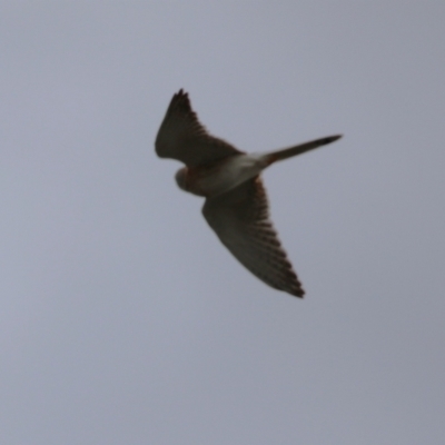 Falco cenchroides (Nankeen Kestrel) at Greenway, ACT - 2 Sep 2022 by RodDeb