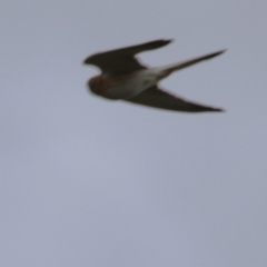 Falco cenchroides at Greenway, ACT - 2 Sep 2022