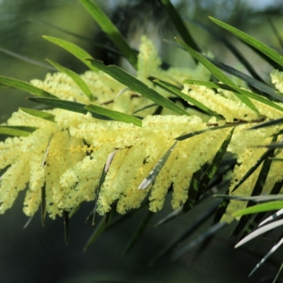 Acacia fimbriata (Fringed Wattle) at Clyde Cameron Reserve - 2 Sep 2022 by KylieWaldon