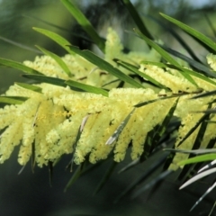 Acacia fimbriata (Fringed Wattle) at Wodonga, VIC - 2 Sep 2022 by KylieWaldon