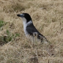 Cracticus torquatus (Grey Butcherbird) at Greenway, ACT - 2 Sep 2022 by RodDeb