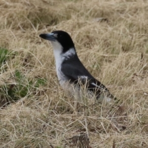 Cracticus torquatus at Greenway, ACT - 2 Sep 2022 10:32 AM