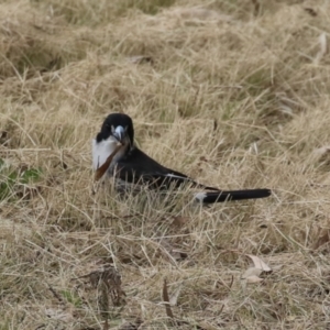 Cracticus torquatus at Greenway, ACT - 2 Sep 2022