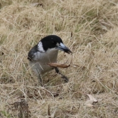 Cracticus torquatus at Greenway, ACT - 2 Sep 2022