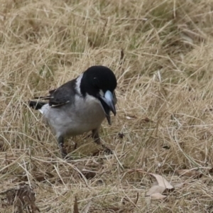 Cracticus torquatus at Greenway, ACT - 2 Sep 2022 10:32 AM