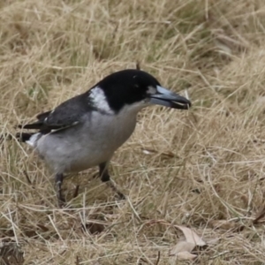 Cracticus torquatus at Greenway, ACT - 2 Sep 2022 10:32 AM