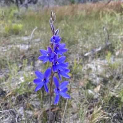 Thelymitra ixioides (Dotted Sun Orchid) at Jervis Bay National Park - 29 Aug 2022 by AnneG1