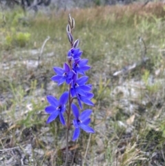 Thelymitra ixioides (Dotted Sun Orchid) at Hyams Beach, NSW - 29 Aug 2022 by AnneG1