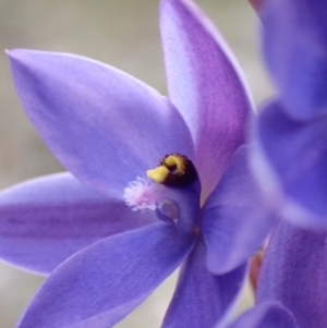 Thelymitra ixioides at Hyams Beach, NSW - 29 Aug 2022