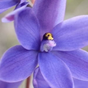 Thelymitra ixioides at Hyams Beach, NSW - 29 Aug 2022