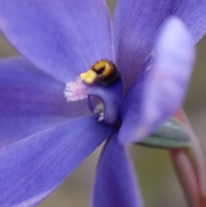 Thelymitra ixioides at Hyams Beach, NSW - 29 Aug 2022