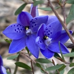 Thelymitra ixioides (Dotted Sun Orchid) at Hyams Beach, NSW - 29 Aug 2022 by AnneG1