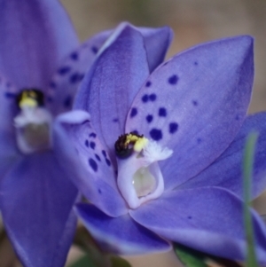 Thelymitra ixioides at Hyams Beach, NSW - suppressed