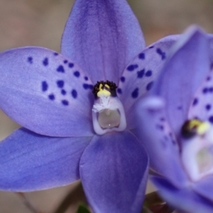 Thelymitra ixioides at Hyams Beach, NSW - suppressed