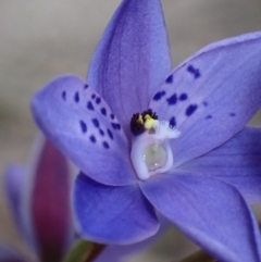 Thelymitra ixioides at Hyams Beach, NSW - 29 Aug 2022