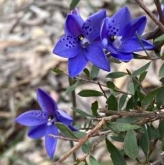 Thelymitra ixioides at Hyams Beach, NSW - suppressed