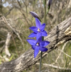 Thelymitra ixioides at Vincentia, NSW - suppressed