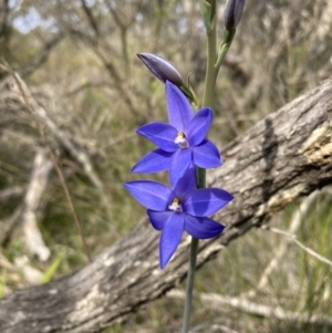 Thelymitra ixioides at Vincentia, NSW - 29 Aug 2022
