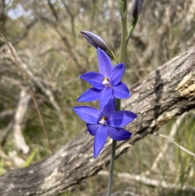 Thelymitra ixioides (Dotted Sun Orchid) at Vincentia, NSW - 29 Aug 2022 by AnneG1