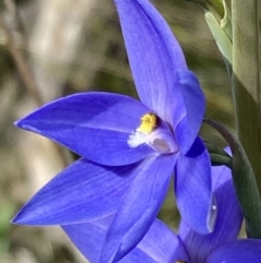 Thelymitra ixioides at Vincentia, NSW - suppressed