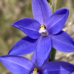 Thelymitra ixioides at Vincentia, NSW - suppressed