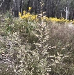 Leucopogon fletcheri subsp. brevisepalus (Twin Flower Beard-Heath) at Bruce Ridge to Gossan Hill - 2 Sep 2022 by goyenjudy