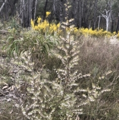 Styphelia fletcheri subsp. brevisepala (Twin Flower Beard-Heath) at Bruce, ACT - 2 Sep 2022 by goyenjudy