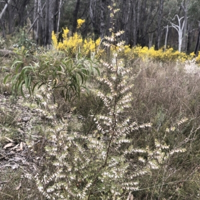 Leucopogon fletcheri subsp. brevisepalus (Twin Flower Beard-Heath) at Bruce Ridge to Gossan Hill - 2 Sep 2022 by goyenjudy