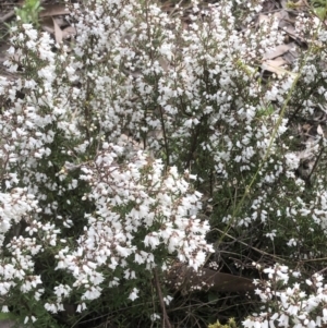 Leucopogon fletcheri subsp. brevisepalus at Bruce, ACT - 2 Sep 2022