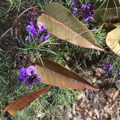 Hardenbergia violacea (False Sarsaparilla) at Bruce Ridge to Gossan Hill - 27 Aug 2022 by goyenjudy