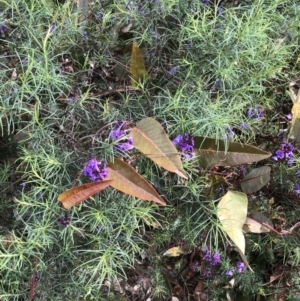 Hardenbergia violacea at Bruce, ACT - 27 Aug 2022