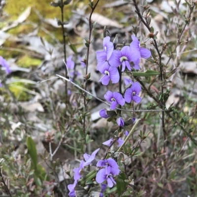 Hovea heterophylla (Common Hovea) at Bruce Ridge to Gossan Hill - 27 Aug 2022 by goyenjudy