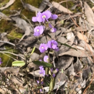 Hovea heterophylla at Bruce, ACT - 27 Aug 2022 11:19 AM