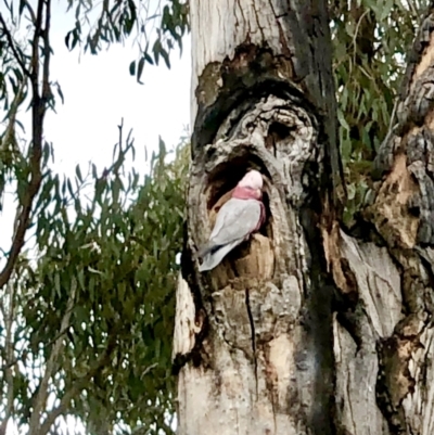 Eolophus roseicapilla (Galah) at Bruce, ACT - 2 Sep 2022 by goyenjudy