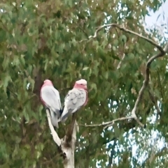 Eolophus roseicapilla at Bruce, ACT - 2 Sep 2022